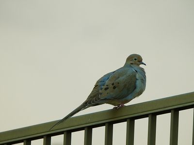 g13/47/1139747/3/174520121.c5cfc8f1.JPEG