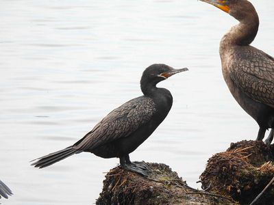 NEOTROPIC CORMORANT . THE RIPARIAN PRESERVE . GILBERT . ARIZONA . USA . 23.3.24.jpg