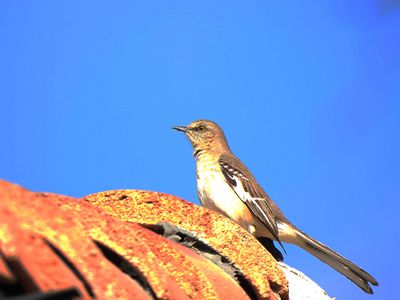 NORTHERN MOCKINGBIRD . LAYTON LAKES PARK . GILBERT . ARIZONA . USA . 26.3.24.jpg
