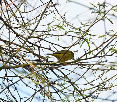 ORANGE-CROWNED WARBLER . LAYTON LAKES PARK . GILBERT . ARIZONA . USA . 26.3.24.jpg