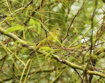 ORANGE-CROWNED WARBLER . THE RIPARIAN PRESERVE . GILBERT . ARIZONA . USA . 23.3.24.jpg