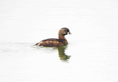 PIED-BILLED GREBE . THE RIPARIAN PRESERVE . GILBERT . ARIZONA . USA . 23.3.24.jpg