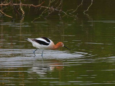 AMERICAN AVOCET . THE RIPARIAN PRESERVE . GILBERT . ARIZONA . USA . 23.3.24.jpg