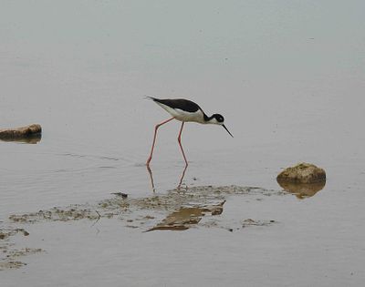 BLACK-NECKED STILT . THE RIPARIAN PRESERVE . GILBERT . ARIZONA . USA . 23.3.24.jpg