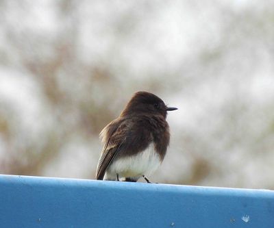 BLACK PHOEBE . THE RIPARIAN PRESERVE . GILBERT . ARIZONA . USA . 23.3.24.jpg