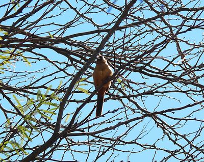 PYRRHULOXIA ( Female ) . SWEETWATER . TUCSON . ARIZONA . USA . 19.3.24.jpg