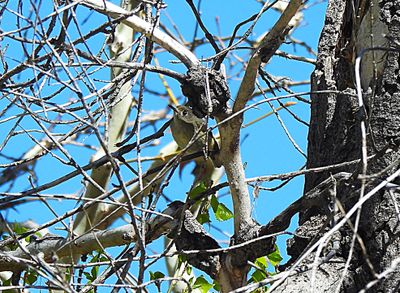 RUBY-CROWNED KINGLET . THE SANTA RITA LODGE . ARIZONA . USA . 19.3.24..jpg