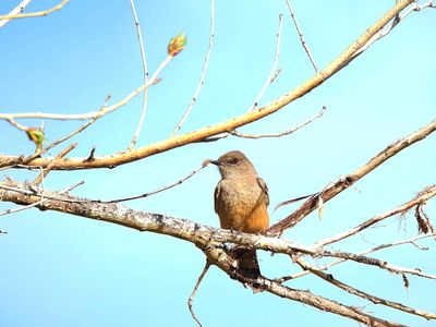 SAY`S PHOEBE . LAYTON LAKES PARK . GILBERT . ARIZONA . USA . 26.3.24..jpg