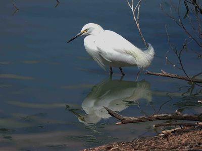 SNOWY EGRET . THE RIPARIAN PRESERVE . GILBERT . ARIZONA . USA . 25.3.24.jpg