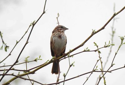 SONG SPARROW . THE RIPARIAN PRESERVE . GILBERT . ARIZONA . USA . 23.3.24.jpg