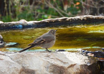 TOWNSEND`S SOLITAIRE . THE SANTA RITA LODGE . ARIZONA . USA . 18.3.24.jpg