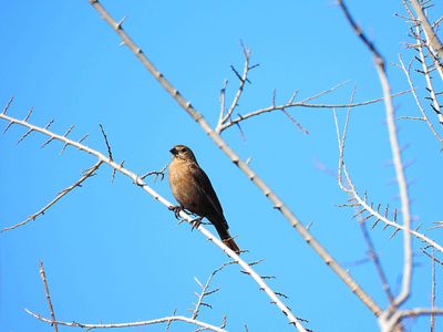 VARIED BUNTING . THE RIPARIAN PRESERVE . GILBERT . ARIZONA . USA . 25.3.24.jpg