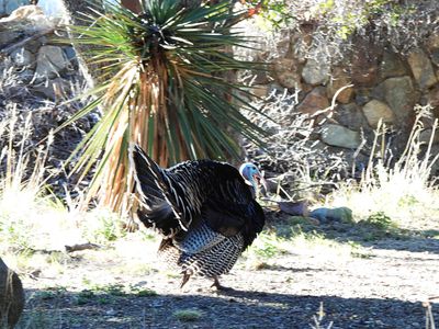 WILD TURKEY . THE SANTA RITA LODGE . ARIZONA . USA . 19.3.24.jpg
