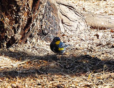 YELLOW -RUMPED WARBLER ( Male ) . THE RIPARIAN PRESERVE . GILBERT . ARIZONA . USA . 25.3.24.jpg
