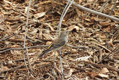 YELLOW-RUMPED WARBLER ( 1st Winter ) . THE RIPARIAN PRESERVE . GILBERT . ARIZONA . USA . 23.3.24.jpg
