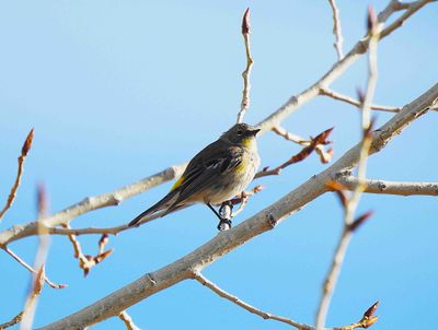 YELLOW-RUMPED WARBLER ( Female ) . LAYTON LAKES PARK . ARIZONA . USA . 18.3.24..jpg