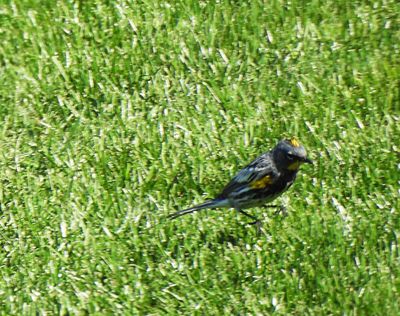 YELLOW-RUMPED WARBLER ( Male ) . COOLY STATION . GILBERT . ARIZONA . USA . 21.3.24.jpg