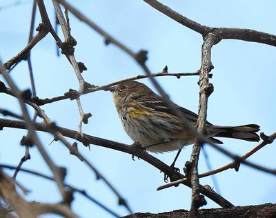 YELLOW-RUMPED WARBLER . ( 1st Winter ) . SWEETWATER . TUCSON . ARIZONA . usa . 19.3.24.jpg