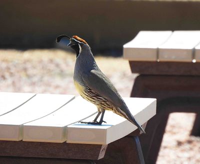 GAMBEL`S QUAIL . PARADISA PEAK WEST . DESERT RIDGE . ARIZONA . USA . 20.3.24.jpg