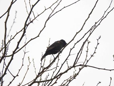 RED-WINGED BLACKBIRD . THE RIPARIAN PRESERVE . GILBERT . ARIZONA . USA . 23.3.24.jpg