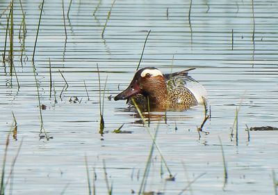 GARGANEY . THE EXMINSTER MARSHES . DEVON . 4 / 5 / 24