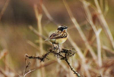 WHINCHAT . HEADLAND WARREN . DARTMOOR . DEVON . 8 / 5 / 2024
