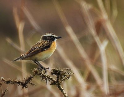 WHINCHAT . HEADLAND WARREN . DARTMOOR . DEVON . 8/5/24