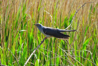 COMMON CUCKOO . GREYLAKE RSPB . SOMERSET . 10 / 5 / 2024