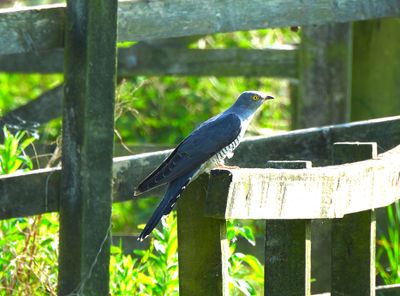 COMMON CUCKOO . GREYLAKE RSPB . SOMERSET . 10/5/24