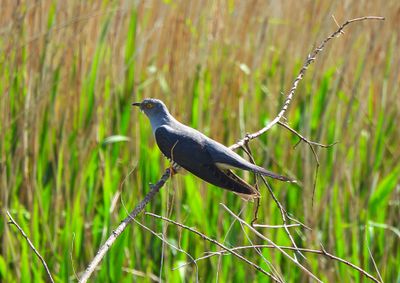 COMMON CUCKOO . GREYLAKE RSPB . SOMERSET . 10.5.24