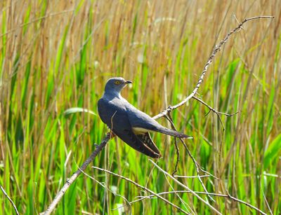 COMMON CUCKOO . GREYLAKE RSPB . SOMERSET . 10 . 5 . 2024