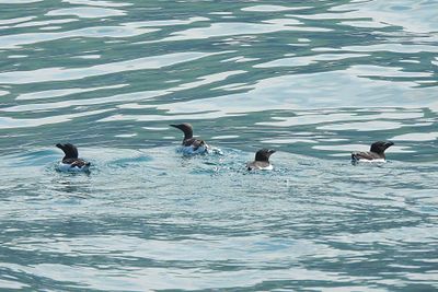 RAZORBILL . LUNDY ISLAND . DEVON . 12/5/24