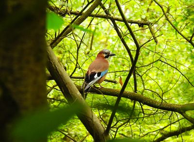 EURASIAN JAY . THE EAST DEVON COMMONS . 15 . 5 . 2024.jpg