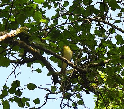 WOOD WARBLER . VENFORD RESERVOIR . DEVON . 21 / 5 / 2024