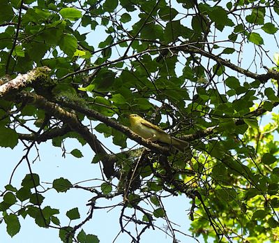 Wood Warbler . Phylloscopus sibilatrix