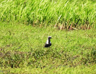 AMERICAN GOLDEN PLOVER . TELHAM MOOR . SOMERSET . ENGLAND . 5 / 6 / 2024