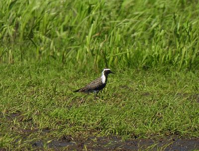 American Golden-Plover . Pluvialis dominica