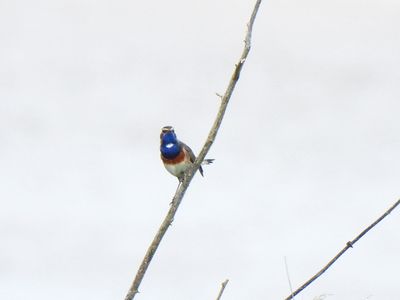 BLUETHROAT . SLIMBRIDGE . GLOUCESTERSHIRE . ENGLAND . 5 / 6 / 2024