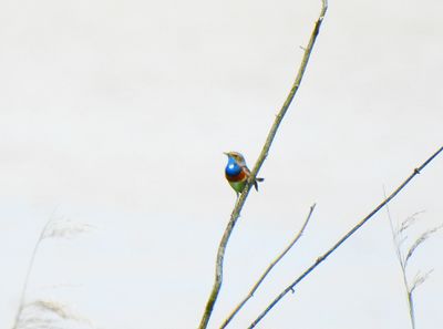 Bluethroat - Luscina svecica cyanecula