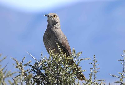 Curved-Billed Thrasher . Toxostooma curvirostre