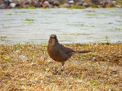 CURVE-BILLED THRASHER . LAYTON LAKES PARK . GILBERT . ARIZONA . U.S.A . 15 . 3 . 24 ..jpg