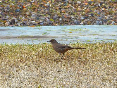 CURVE-BILLED THRASHER . LAYTON LAKES PARK . GILBERT . ARIZONA . U.S.A . 15 . 3 . 24.jpg
