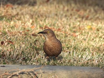 CURVE-BILLED THRASHER . LAYTON LAKES PARK . GILBERT . ARIZONA . USA . 18 . 3 . 24.jpg