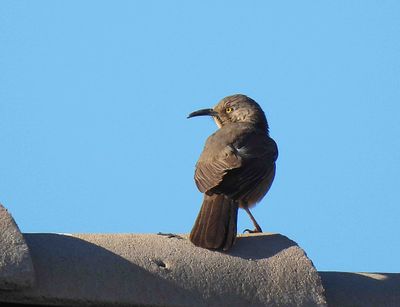 Curved-Billed Thrasher . Toxostooma curvirostre