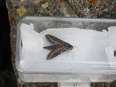Macro Moths