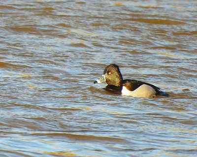 Ring Necked Duck . Aythya collaris