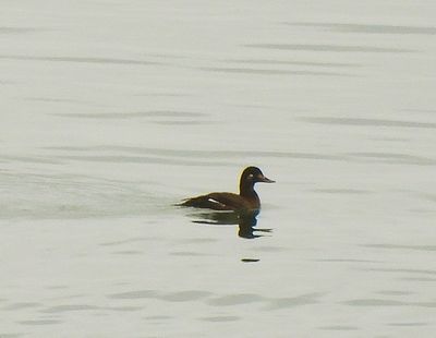 Velvet Scoter . Melanitta fusca