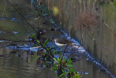Green Sandpiper . Tringa ochropus