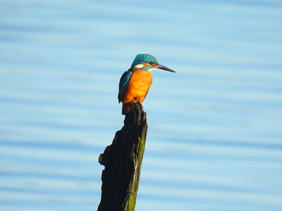 COMMON KINGFISHER . TURF LOCKS . DEVON . 2/1/25