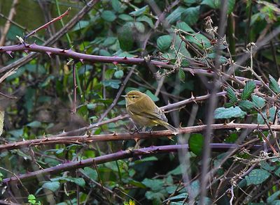 Common Chiffchaff . Phylloscopus collybita